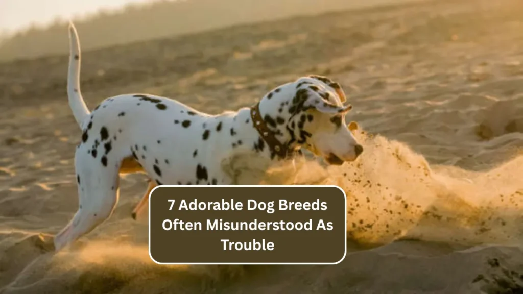 7 Adorable Dog Breeds Often Misunderstood As Trouble