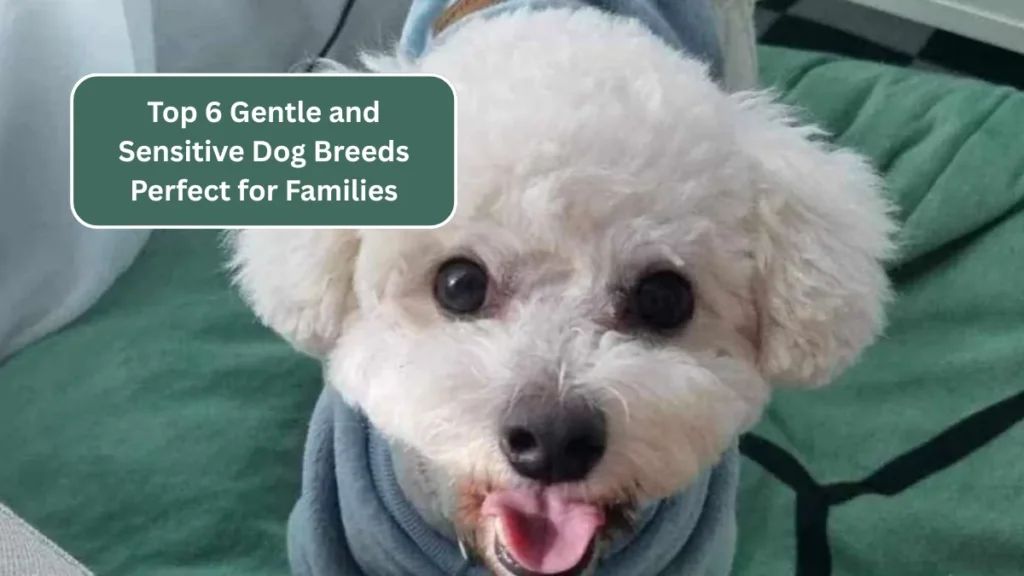 Top 6 Gentle and Sensitive Dog Breeds Perfect for Families