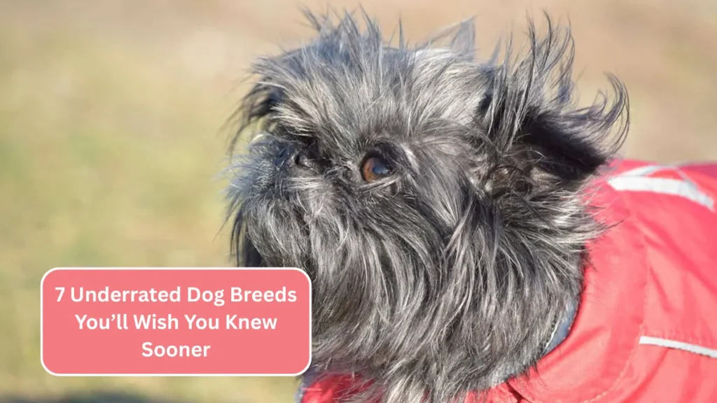7 Underrated Dog Breeds You’ll Wish You Knew Sooner