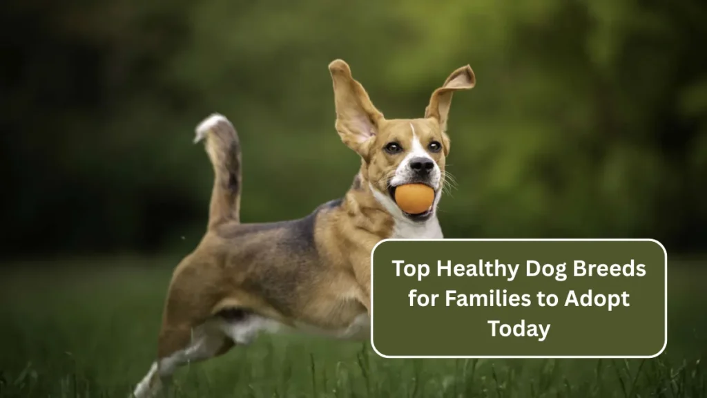 Top Healthy Dog Breeds for Families to Adopt Today