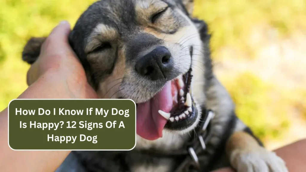 How Do I Know If My Dog Is Happy? 12 Signs Of A Happy Dog